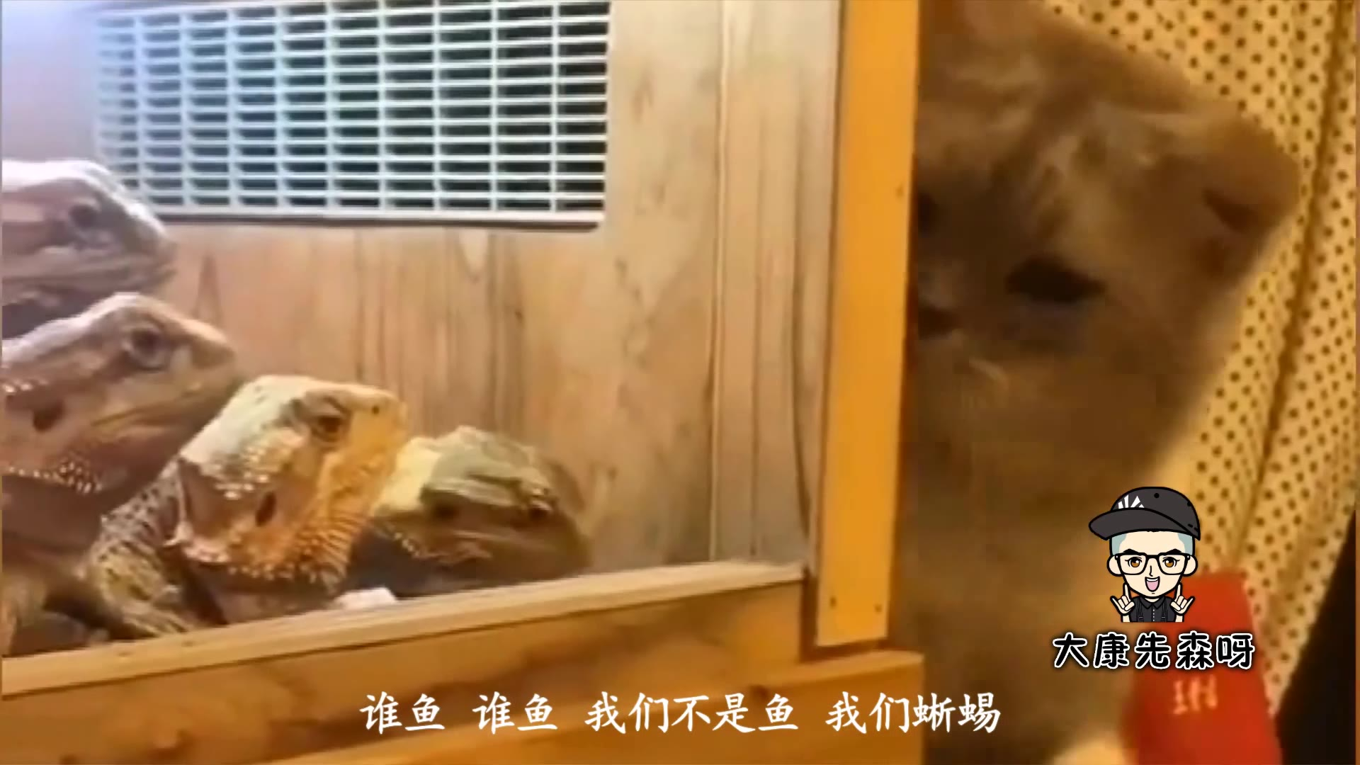 猫:只要是鱼就归我吃,你们几个这是什么个情况